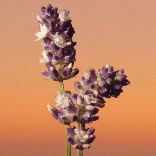 Calvin Klein Eternity Men Parfum 50ml