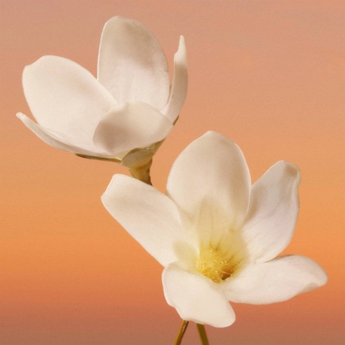 Calvin Klein Eternity Women Eau de Parfum Intense 100ml