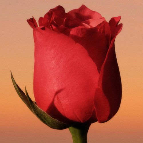 Calvin Klein Eternity Women Eau de Parfum Intense 100ml