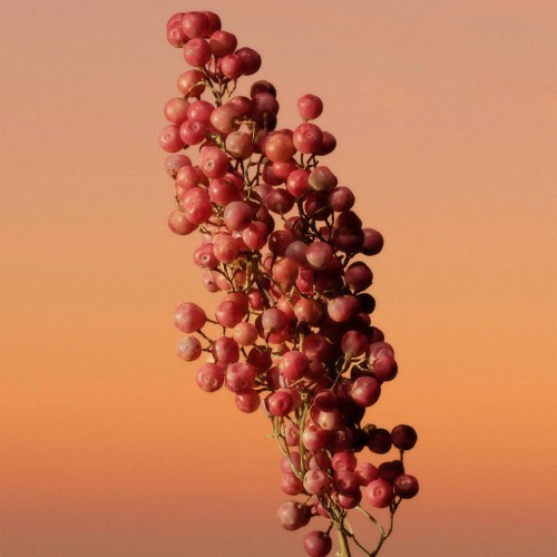 Calvin Klein Eternity Women Eau de Parfum Intense 100ml