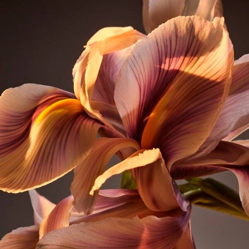 Hugo Boss Bottled Parfum 50ml