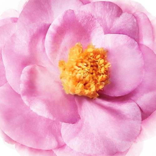 Nuxe Hair Prodigieux Pre-Shampoo Nourishing Mask 125ml