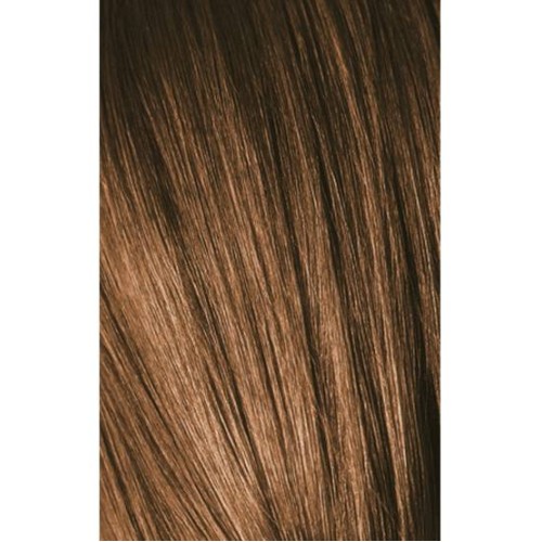 Schwarzkopf Igora Royal 6-5 Golden Dark Laurel 60ml + Oxidant 20V
