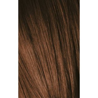 Schwarzkopf Igora Royal 6-65 Dark Laurel Golden Brown 60ml + Oxidant 20V